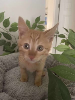 Butterscotch, Baby Male Domestic Short Hair