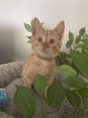 Butterscotch photo 4