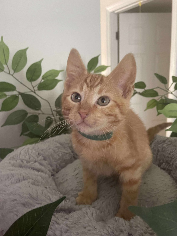 Peanut