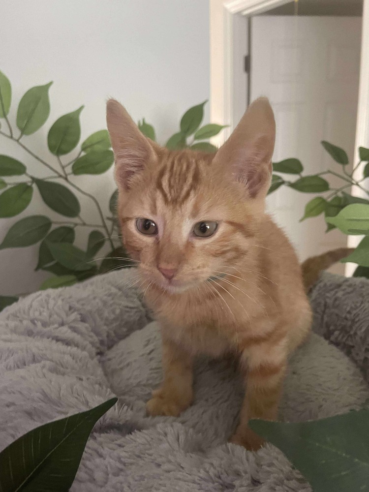 Peanut