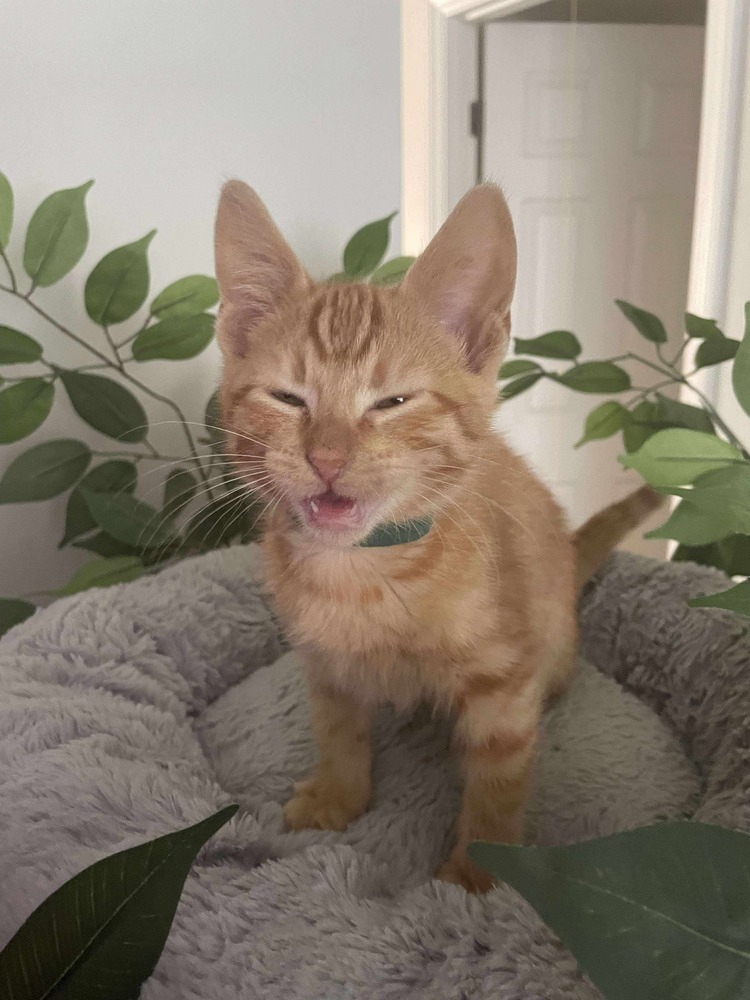 Peanut
