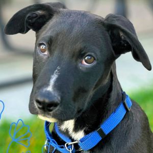 Cedric, Baby Male Labrador Retriever