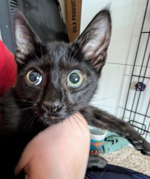Chance is a sturdy little guy Hes full of character loves to climb and play and is waiting for y