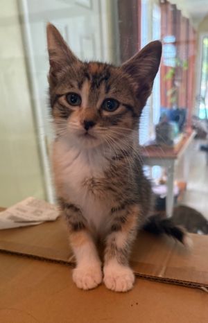Miriam the queen wolf  is an adorable loving and cuddly kitten who enjoys attention but quiet pla