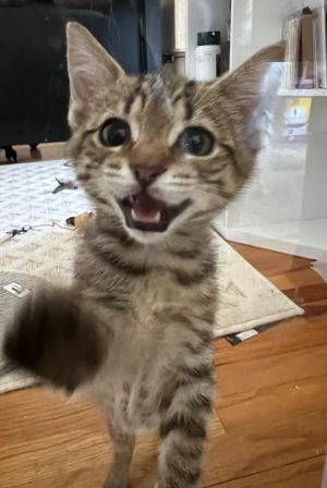 Meet Kimi - Sweet Spicy and Full of Purrs 10-week-old  Brown Tabby  Female Kimi may be the last