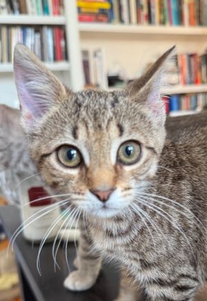 Meet Kimi - Sweet Spicy and Full of Purrs 10-week-old  Brown Tabby  Female Kimi may be the last