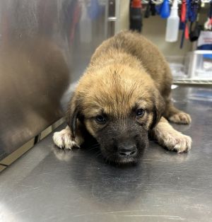Blanche, Baby Female Shepherd