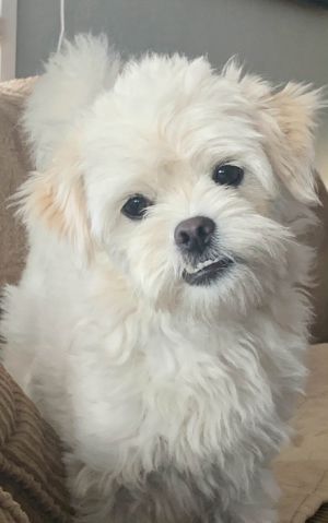 Jazz aka Heidi, Adult Female Maltese