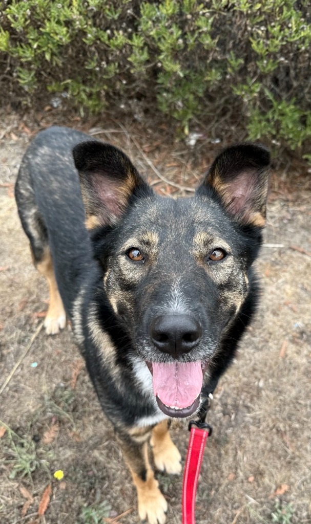 Hugh, an adoptable German Shepherd Dog in Brookings, OR, 97415 | Photo Image 1