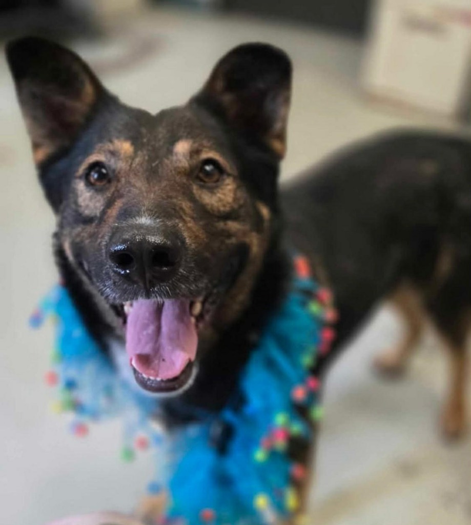 Hugh, an adoptable German Shepherd Dog in Brookings, OR, 97415 | Photo Image 2