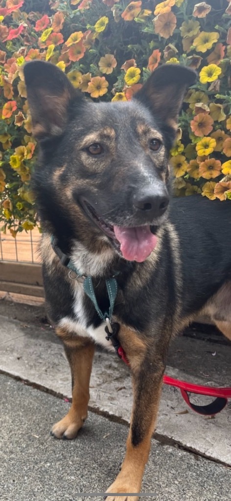 Hugh, an adoptable German Shepherd Dog in Brookings, OR, 97415 | Photo Image 3