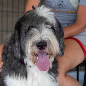 Bobby, Adult Male Old English Sheepdog