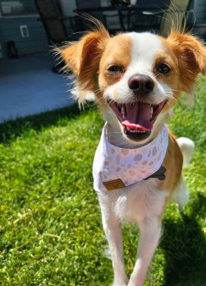 Dusty (Rusty), Young Male Chihuahua