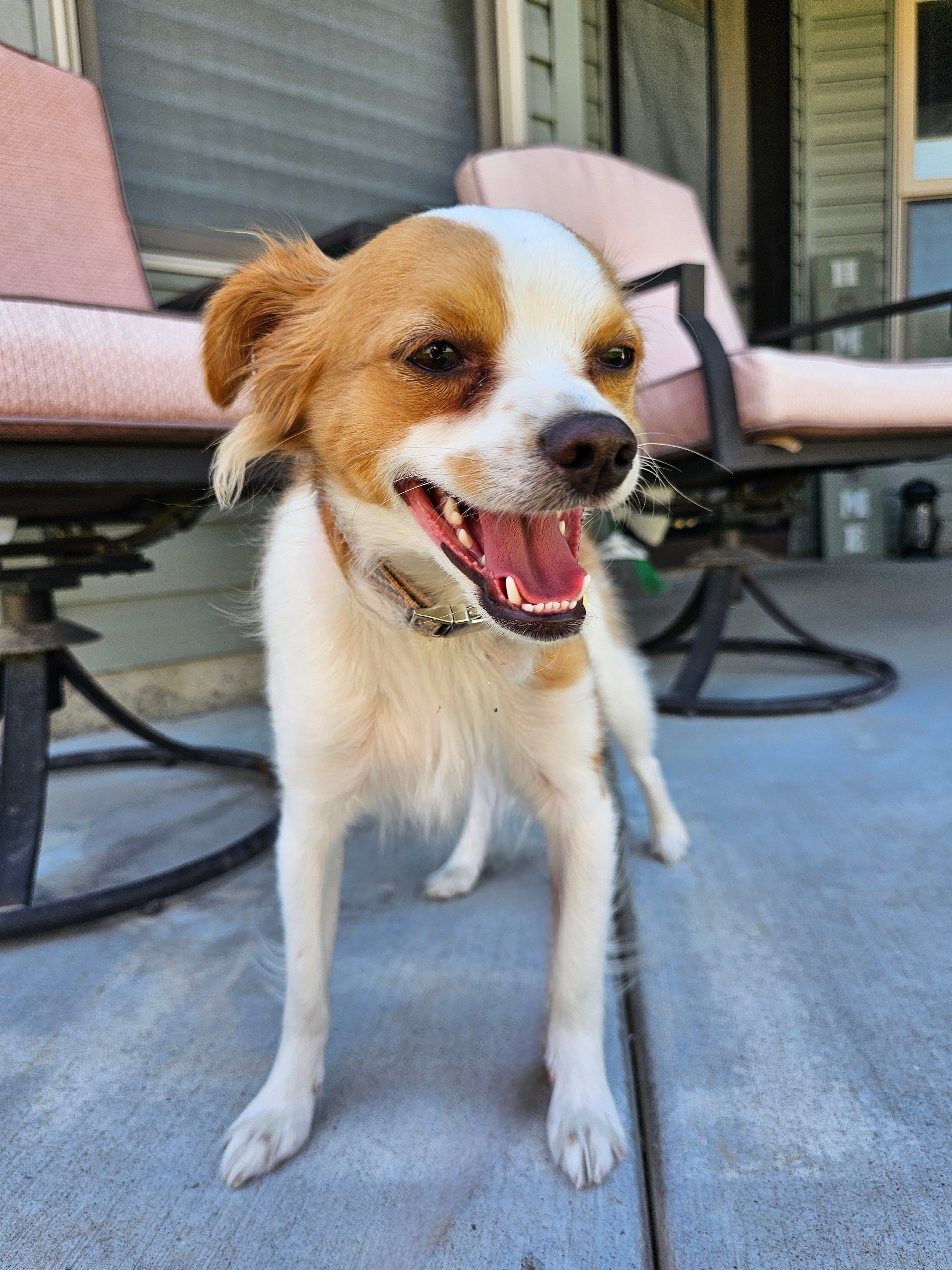Dusty (Rusty), an adoptable Chihuahua, Pomeranian in Twin Falls, ID, 83301 | Photo Image 2