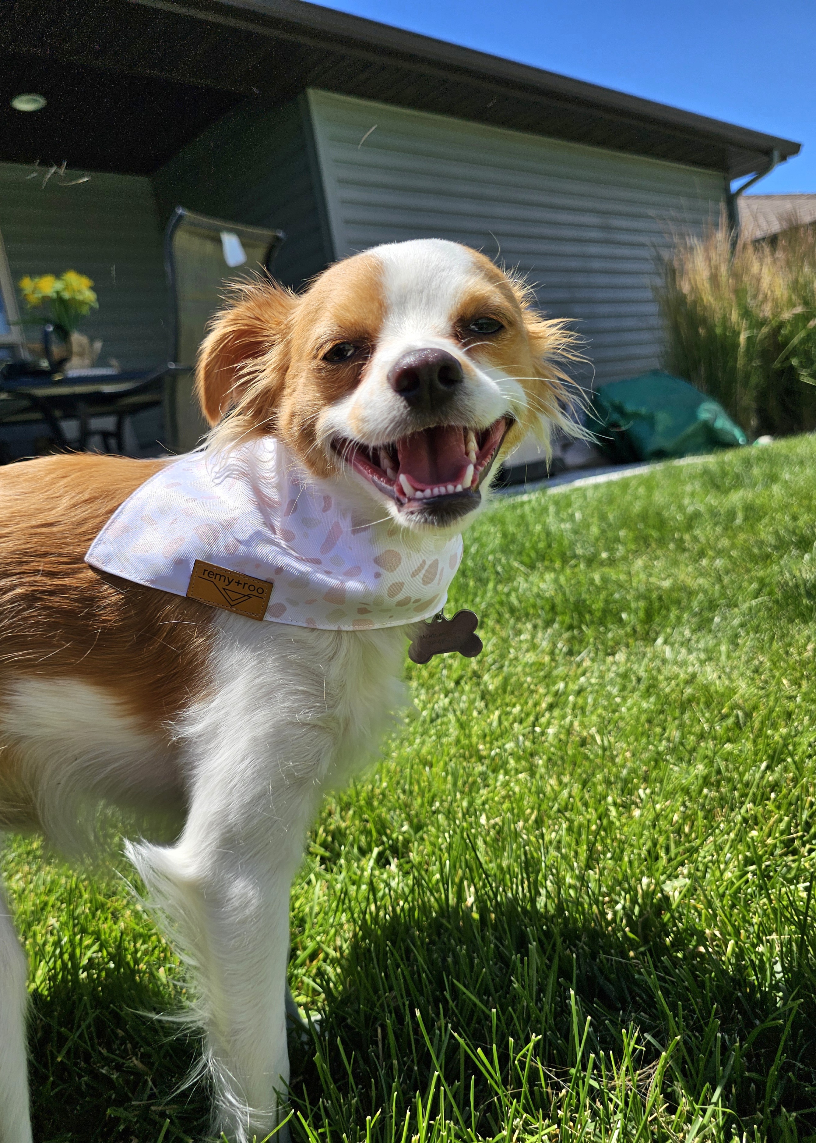 Dusty (Rusty), an adoptable Chihuahua, Pomeranian in Twin Falls, ID, 83301 | Photo Image 3