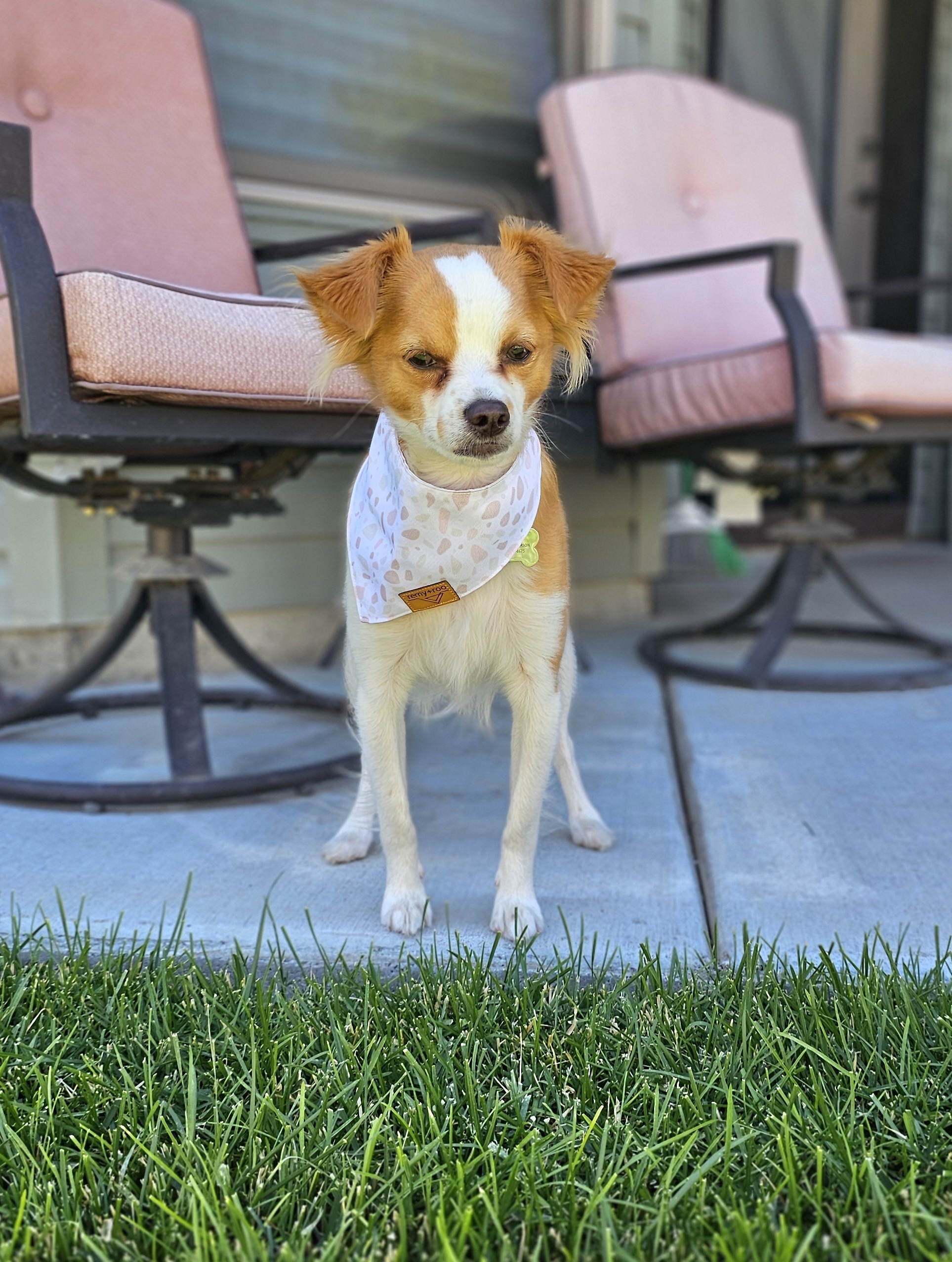Dusty (Rusty), an adoptable Chihuahua, Pomeranian in Twin Falls, ID, 83301 | Photo Image 4