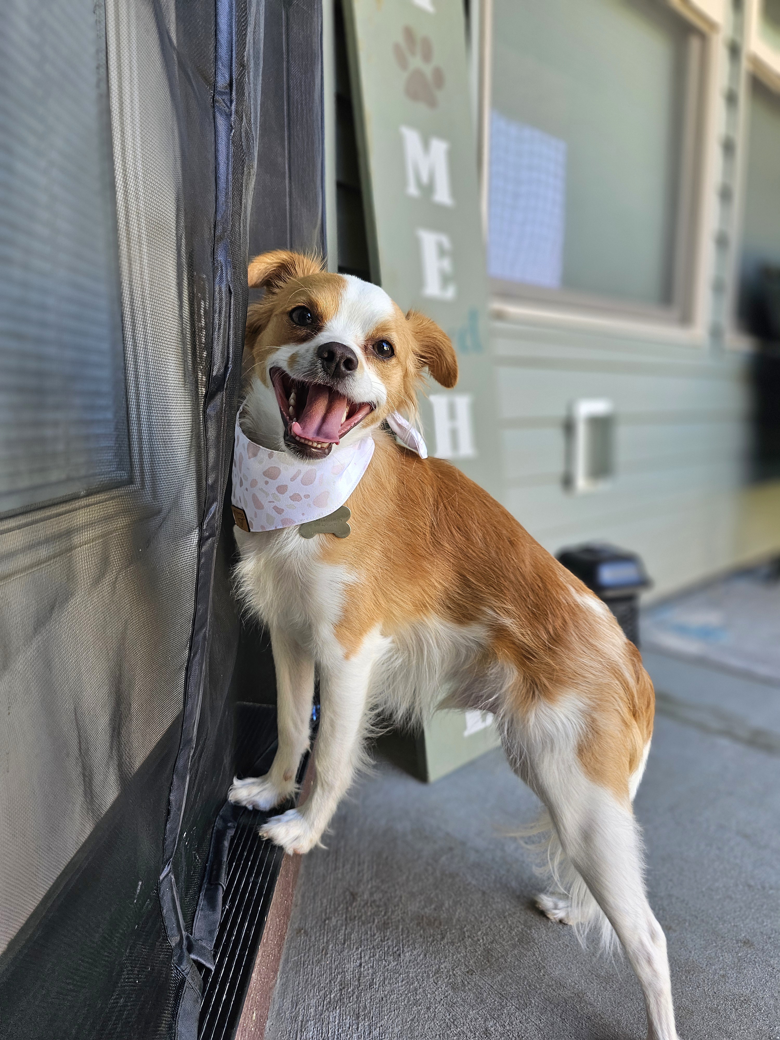 Dusty (Rusty), an adoptable Chihuahua, Pomeranian in Twin Falls, ID, 83301 | Photo Image 5