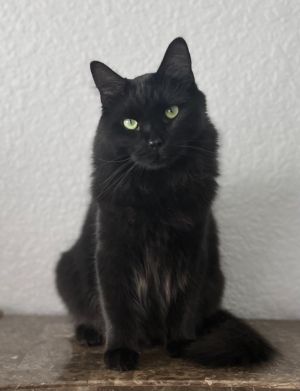 Jax, Adult Male Domestic Long Hair