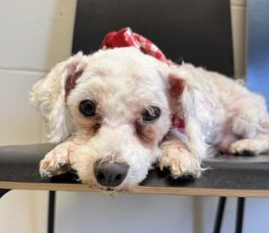 Romeo, Senior Male Bichon Frise