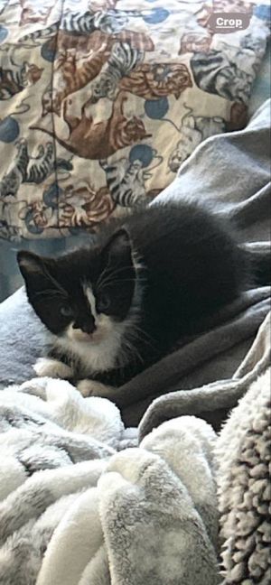 Nibbles, Baby Male unknown