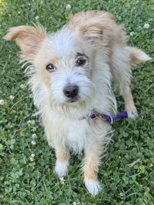 Radar, Adult Male Border Terrier