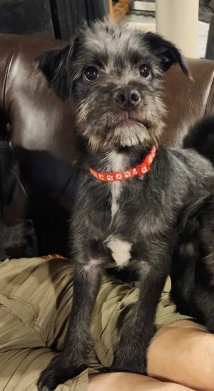Alan, Baby Male Schnauzer