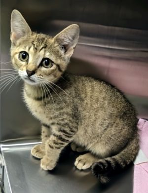 Edna, Baby Female Domestic Short Hair