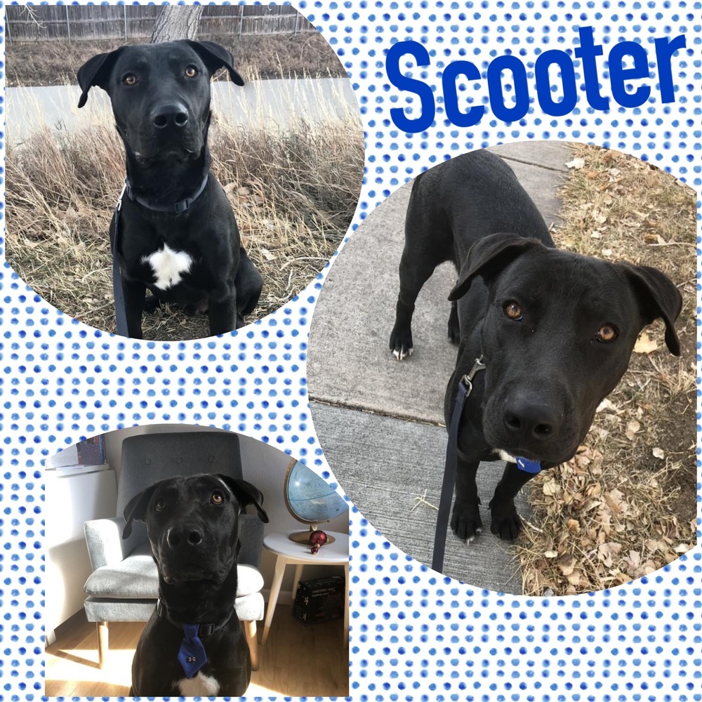 Scooter