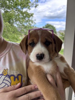 Lucky, Baby Male Australian Cattle Dog / Blue Heeler