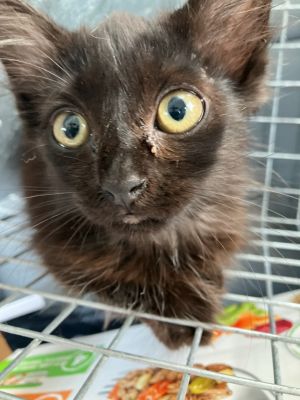 KitCat-Adptable Awaiting S/N, Baby Male Domestic Long Hair