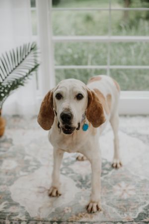 Mable, Adult Female Coonhound
