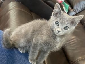 Dux, Baby Male Domestic Short Hair