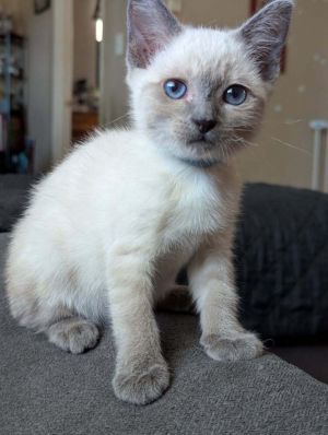 Luna, Baby Female Domestic Short Hair