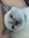 Luna photo 4