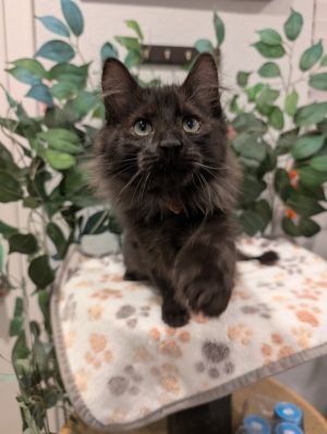 Wilson, Baby Male Domestic Long Hair