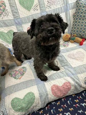 Angus, Senior Male Schnauzer