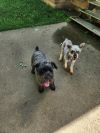 Angus photo 2