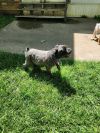 Angus photo 3
