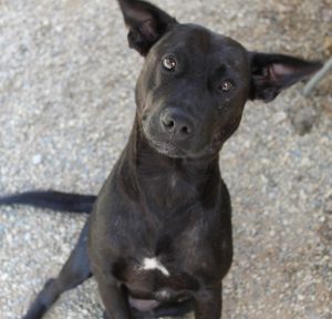 Mama Bones, Adult Female Labrador Retriever
