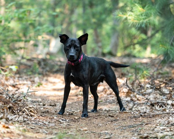 Mama Bones thumbnail 4