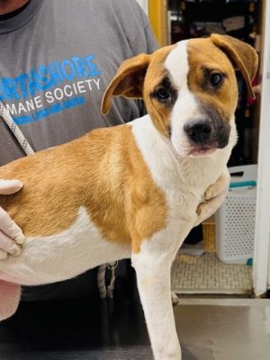 Ember (Platypus), Baby Female Mixed Breed