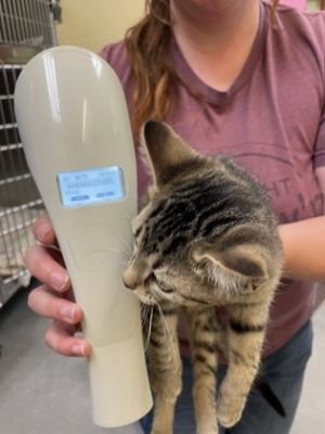 Montana, Baby Female Domestic Short Hair