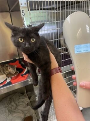 California, Baby Female Domestic Short Hair