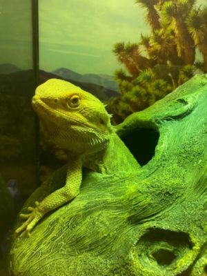 Tate, Adult Male unknown
