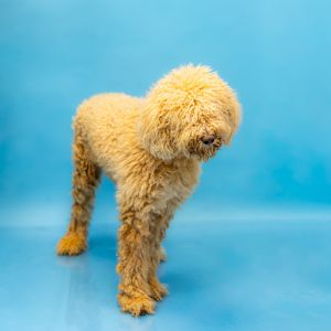 Pen 155 Milo Standard Poodle Dog