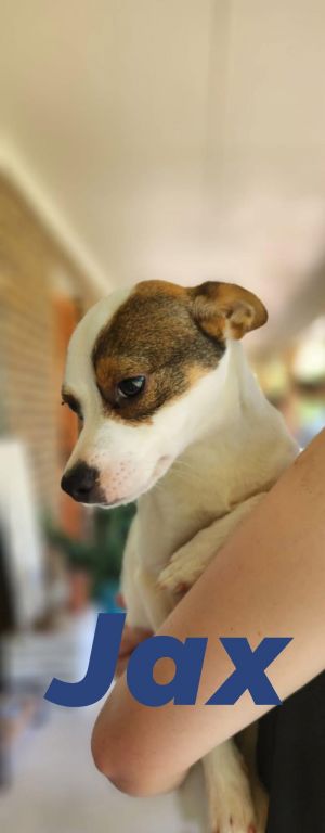 Jax N. Box Jack Russell Terrier Dog