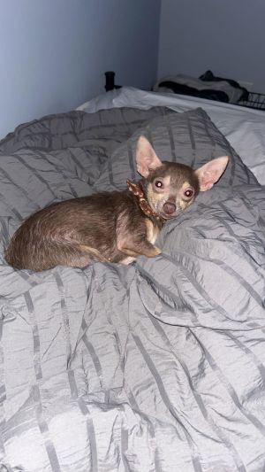 Della Rose Chihuahua Dog