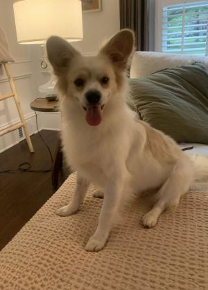 Thank you for checking out my bio please check back for an update My foster will update my informa