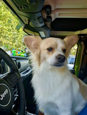 Hello my name is Waffles McFluff I am around 1-2 years old and I am a male corgi mix weighing