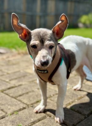 Thank you for checking out my bio please check back for an update My foster will update my informa